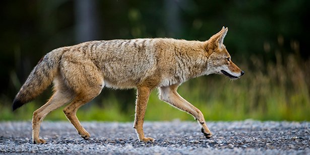 A coyote crossing the road