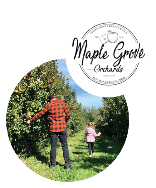 Dad and Daughter picking apples. Maple Grove Orchards logo.