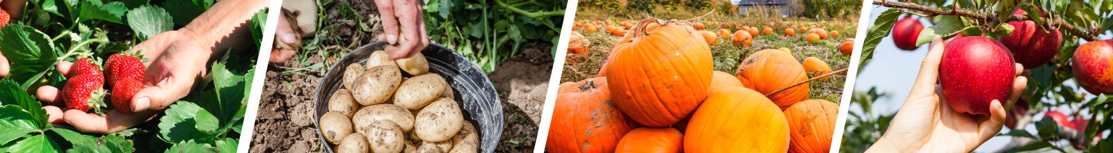 Close up of a hand picking strawberries from a bush, potatoes, pumpkin patch and apple picking.