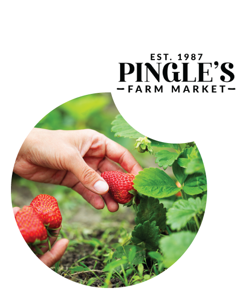 Pingles Logo and Strawberry Picking