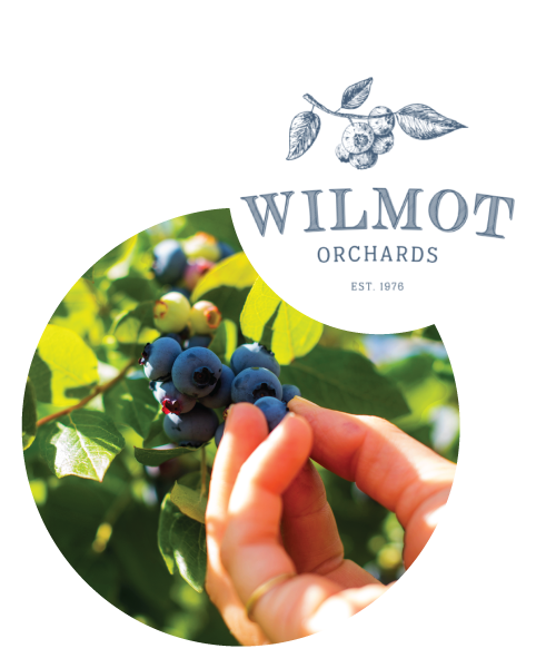 Wilmont Orchards Logo and someone picking blueberries