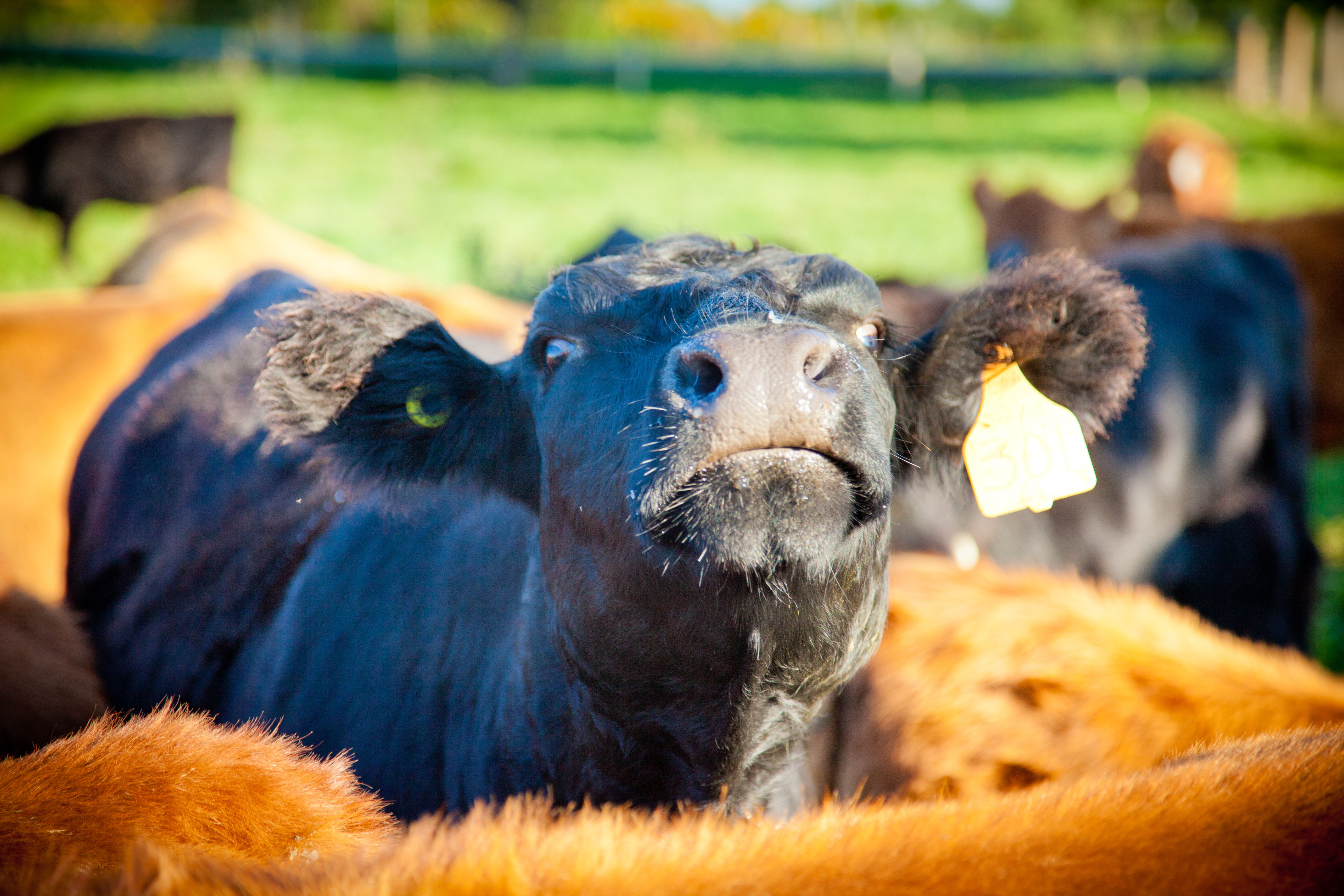 Black cow in pasture