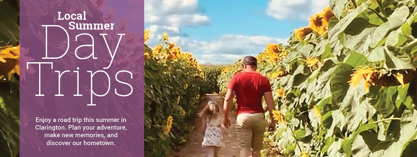 Local Summer Day Trips - Image of man and child walking along a path in a sunflower field