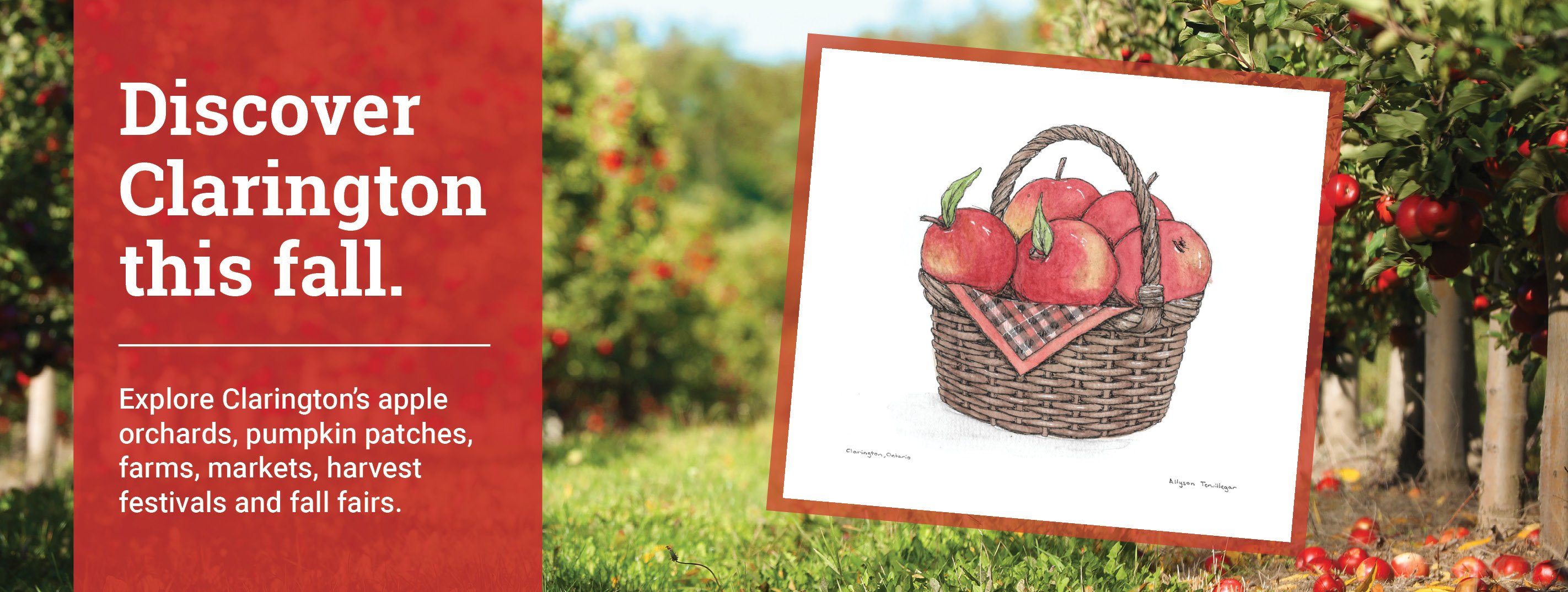 Discover Clarington this fall. - Image of an apple orchard with an apple basket illustration on top