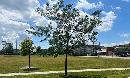 Trees on a Clarington Boulevard