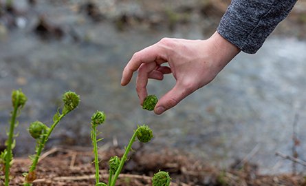 Picking a fiddlehead