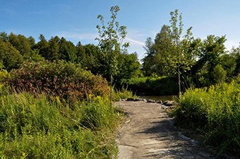 Natural gravel trail leading to the accessible fishing spot