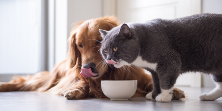 Golden Retriever and British shorthair cats are eating