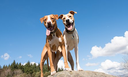 Two young dogs enjoying a sunny day in the p ark