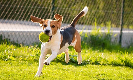 A dog running in a fenced area