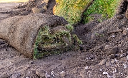 A pile of grass in a yard