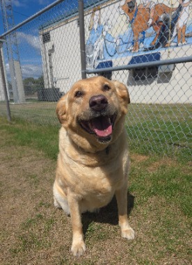 Harley a labrador/husky mix