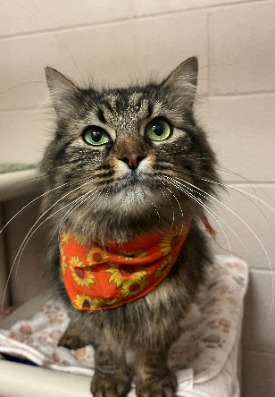 Jessie, domestic medium hair brown tabby 