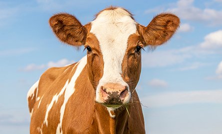 Brown and white cow