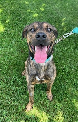 Percy, a Lab - Hound mix