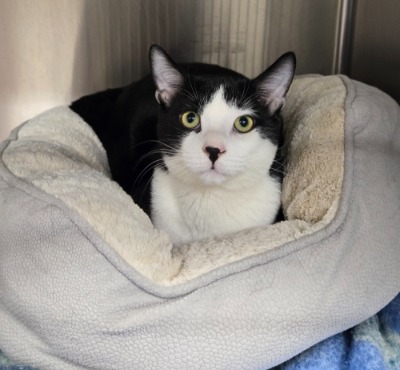 Scout, black and white kitten