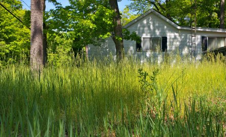 An overgrown lawn in front of a home in need of cutting.