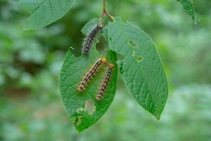 Photo of defoliating caterpillars