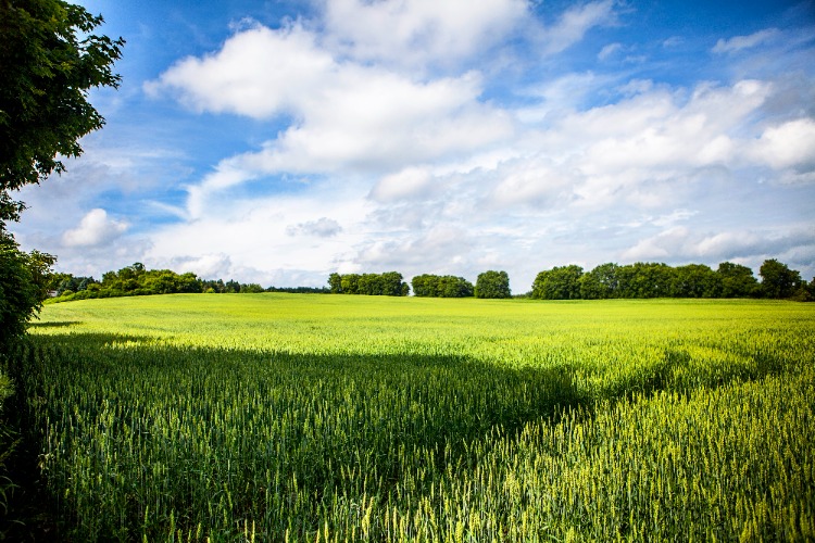 Field and blue sky