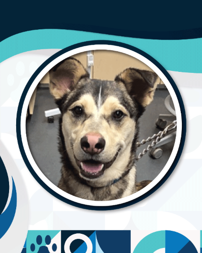 Rocky, a husky mix