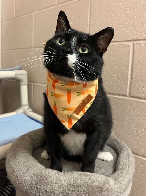 Leo, a Tuxedo cat