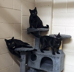 Three black cats on top of a cat scratching post.