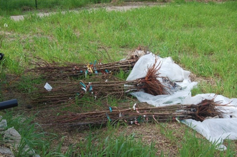 Bundles of bare root trees at 2015 Trees for Rural Roads Pick-up