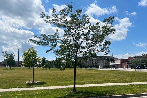 Trees on a Clarington Boulevard