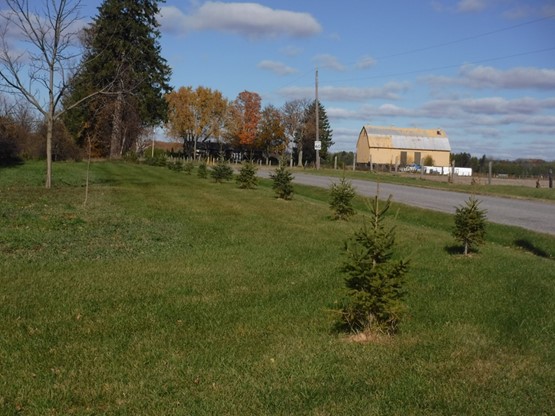 White Spruce with four years growth, planted in 2012 as part of Trees for Rural Roads
