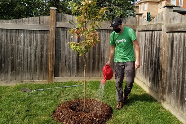 A person watering a newly planted tree
