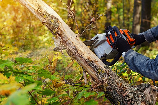 A person cutting down a tree with a chainsaw