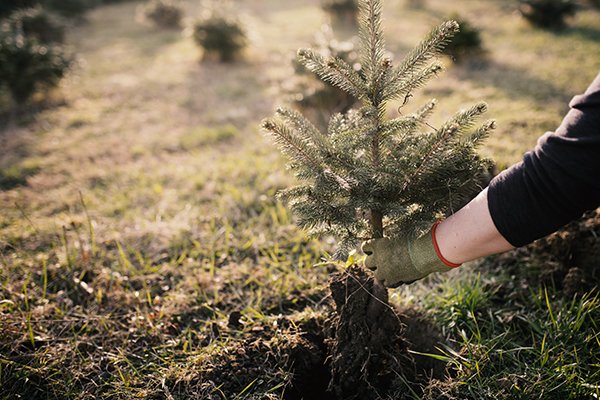 Spruce seedling