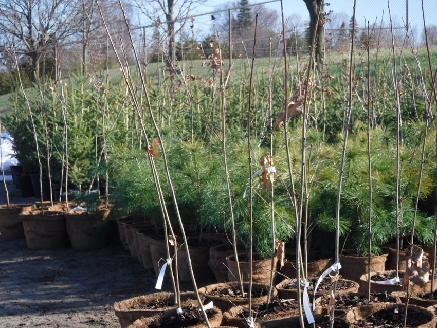 Potted, deciduous trees were oak at the 2016 Trees for Rural Roads Pick-up