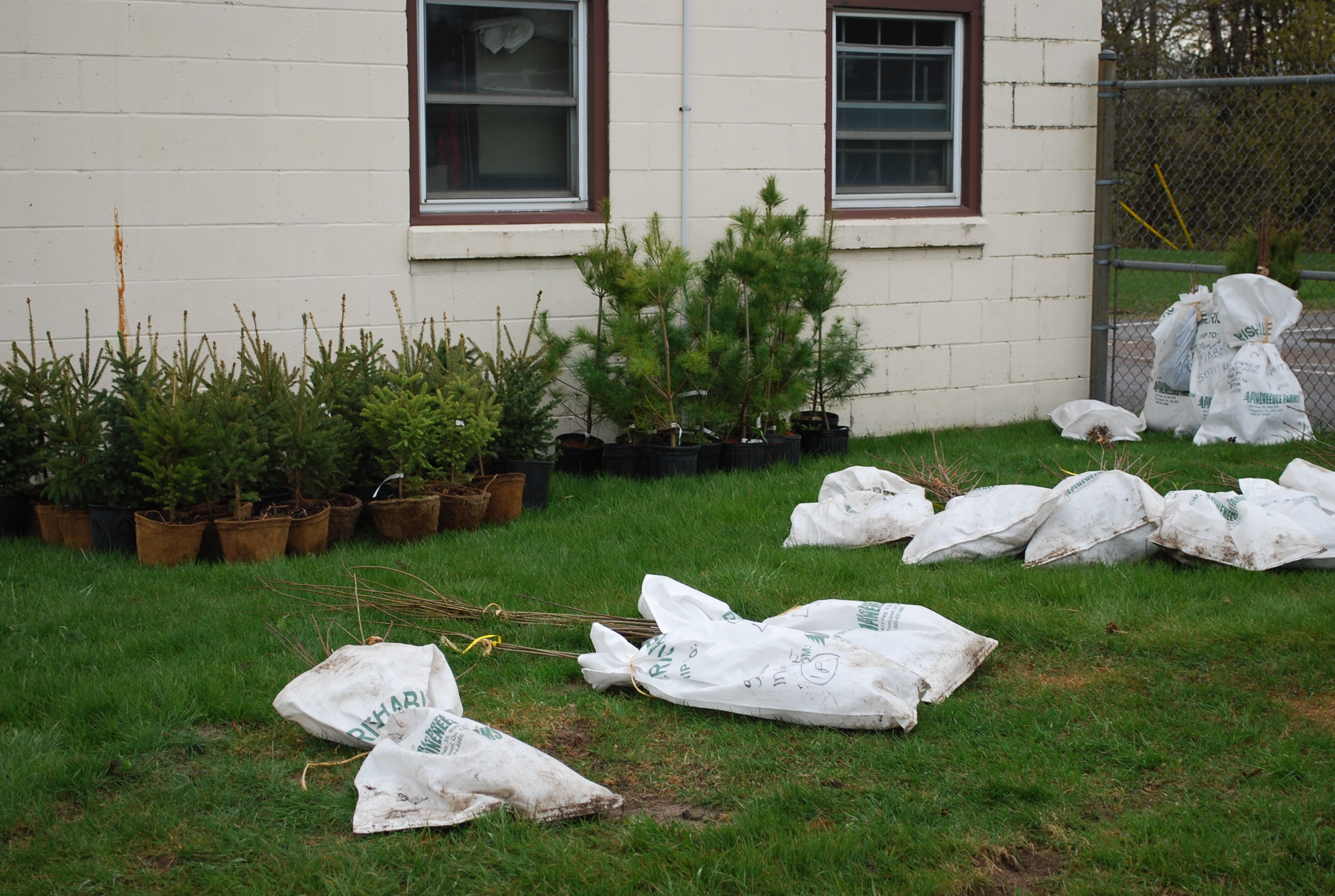 Trees ready for pickup