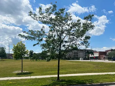 Trees on a Clarington Boulevard