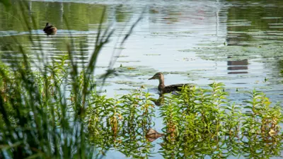 Ducks swimming in a pond with lot reeds and lilypads.