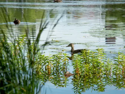 Ducks swimming in a pond with lot reeds and lilypads.