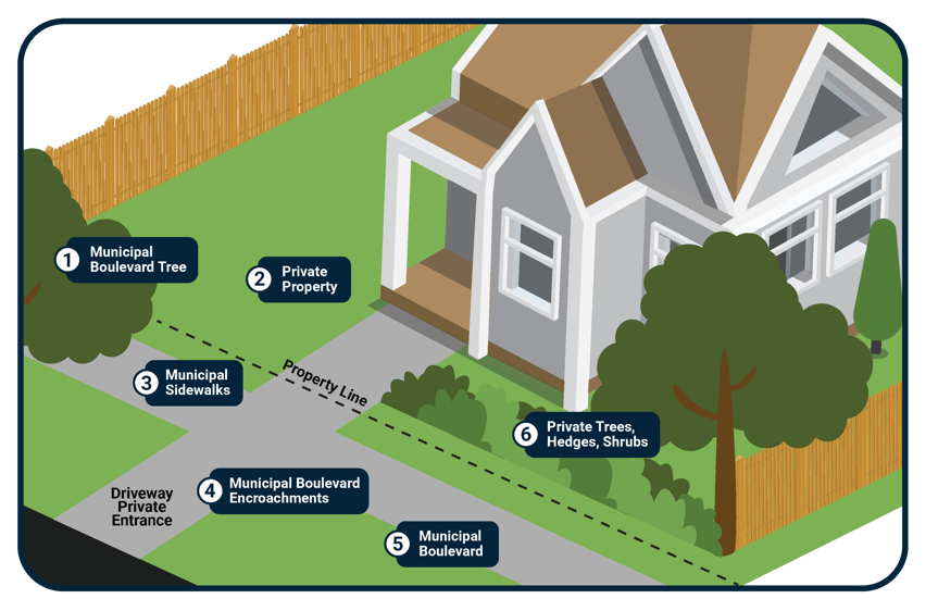 An infographic titled "Property and Boulevard 101: Occupant Responsibilities" from Clarington. It features a diagram of a house and surrounding property with labeled zones indicating maintenance responsibilities. These include: (1) Municipal Boulevard Tree – only the municipality may prune or remove; (2) Private Property – grass and weeds must be under 20cm; (3) Municipal Sidewalks – must be kept clear of snow, ice, and obstructions within 150mm; (4) Municipal Boulevard Encroachments – no hard landscaping or objects allowed; (5) Municipal Boulevard – grass and weeds must be under 20cm; (6) Private Trees, Hedges, Shrubs – must not obstruct the boulevard or sidewalk. Each area references relevant Clarington by-laws. Click for a PDF version