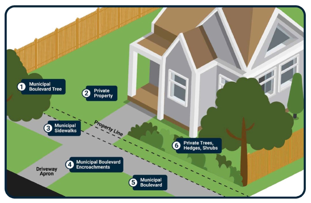 An infographic titled "Property and Boulevard 101: Occupant Responsibilities" from Clarington. It features a diagram of a house and surrounding property with labeled zones indicating maintenance responsibilities. These include: (1) Municipal Boulevard Tree – only the municipality may prune or remove; (2) Private Property – grass and weeds must be under 20cm; (3) Municipal Sidewalks – must be kept clear of snow, ice, and obstructions within 150mm; (4) Municipal Boulevard Encroachments – no hard landscaping or objects allowed; (5) Municipal Boulevard – grass and weeds must be under 20cm; (6) Private Trees, Hedges, Shrubs – must not obstruct the boulevard or sidewalk. Each area references relevant Clarington by-laws. Click for a PDF version