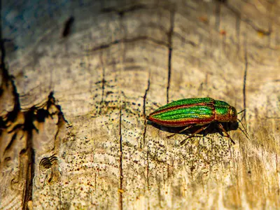 Emerald Ash Borer Beetle