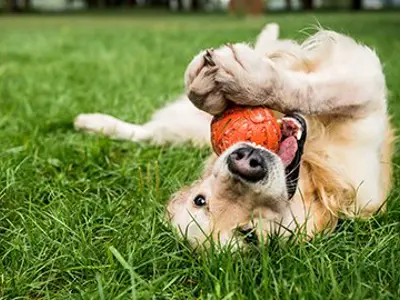 Golden retriever playing with a ball in the dog park.