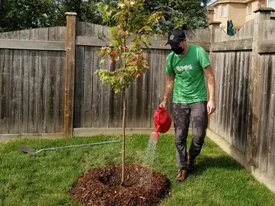 A person watering a newly planted tree.