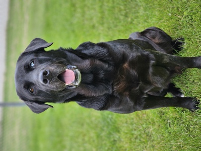Ralph - Great Pyrenees/Labrador retriever cross