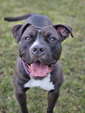 Poppy - American bulldog. Dark brown with a white chest.