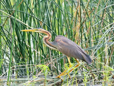A heron wading in a pond surrounded by long grasses.