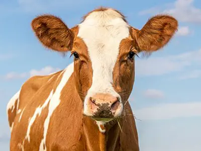 Brown and white cow.