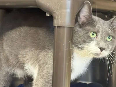 Grey kitten at the Clarington Animal Shelter.
