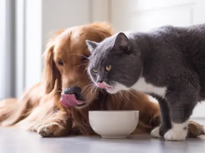A dog and a cat eat from a bowl on the floor.