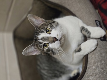 Eeyore - white and grey cat.