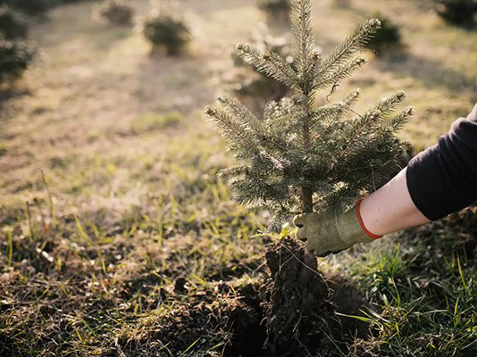 Trees | Municipality of Clarington